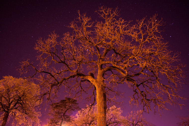 Night Photo of a Tree in La Grange